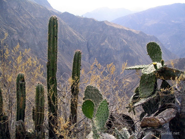 colca_023.jpg