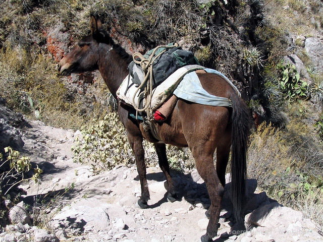 colca_035.jpg