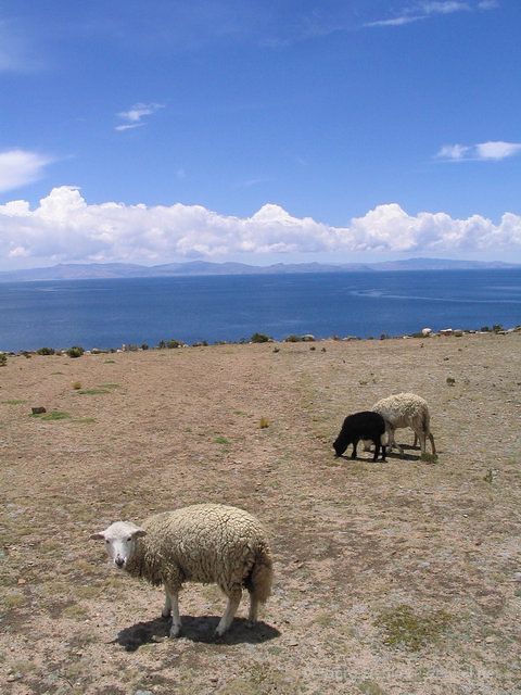 titicaca_041.jpg
