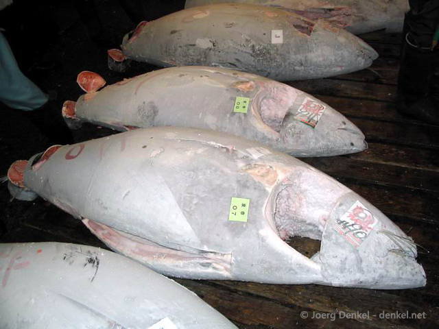 fischmarkt_16