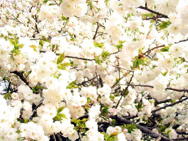 kirschbluete_26