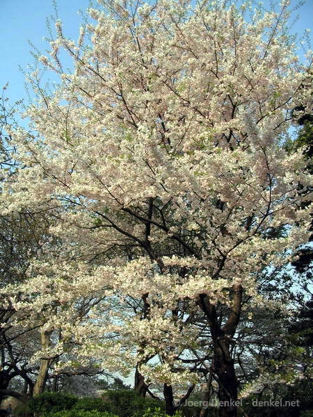 kirschbluete_29