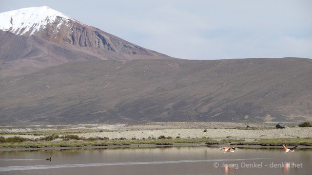 lauca 014
