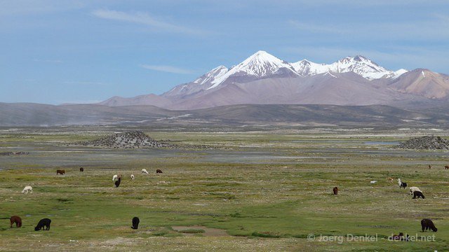 lauca 017