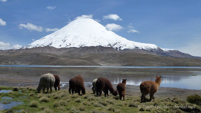 lauca 029