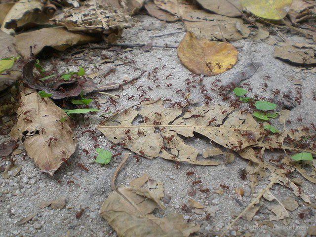 taganga-tayrona-palomino 018