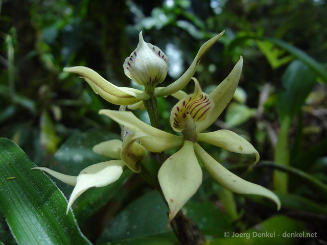 esteli-jinotega-miraflor 075