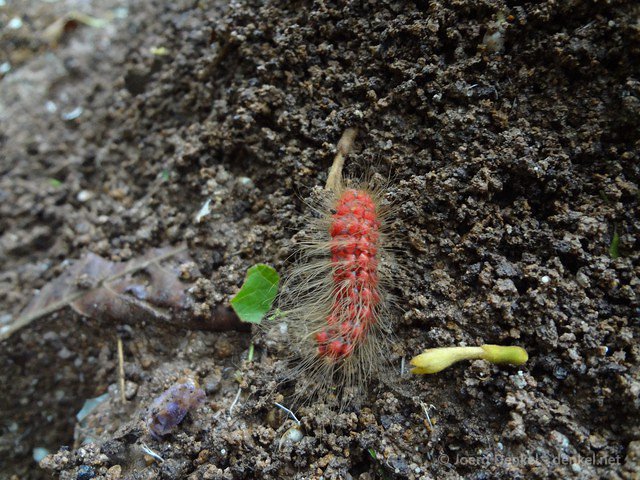 esteli-jinotega-miraflor 077
