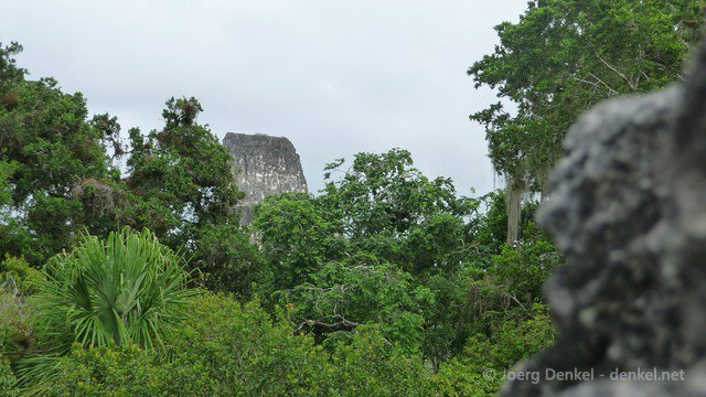 tikal 021