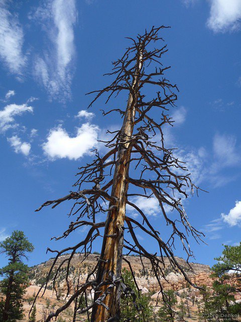 day2 bryce-canyon-np 009