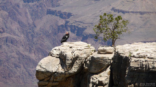 day6-7 grand-canyon 002