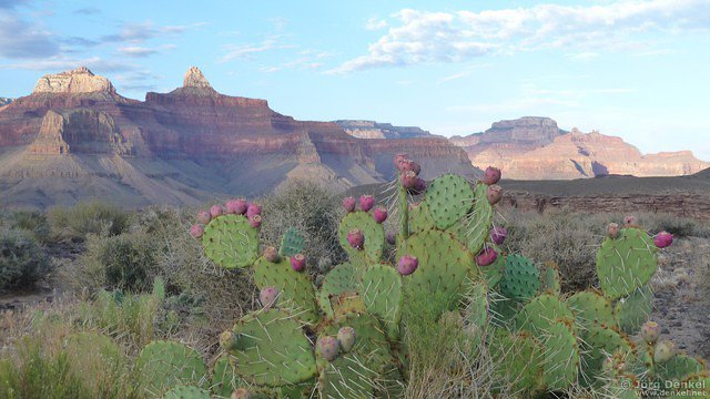 day6-7 grand-canyon 013