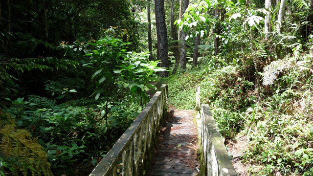 cameronhighlands 006
