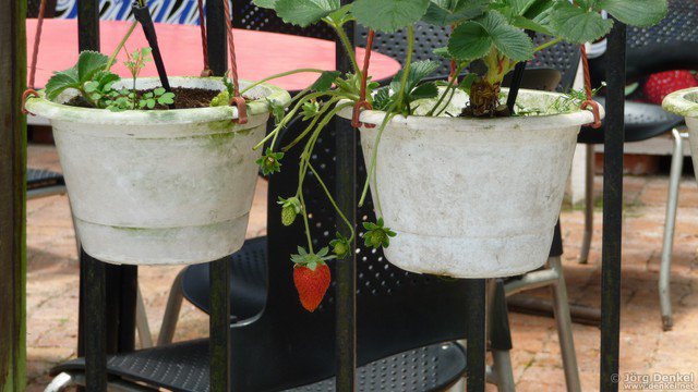 cameronhighlands 009