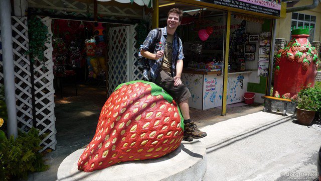 cameronhighlands 010