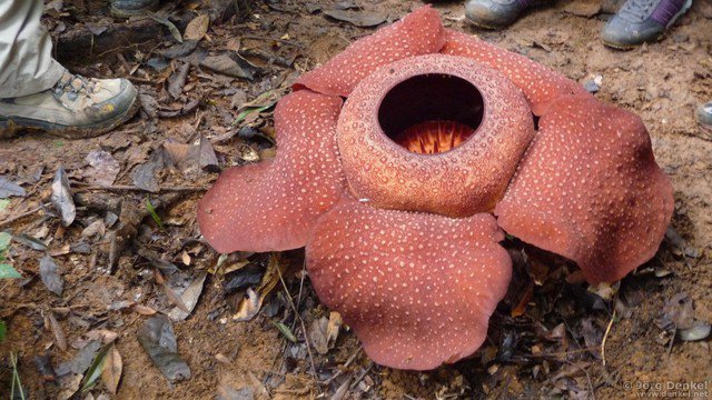 cameronhighlands 017