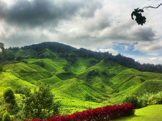 cameronhighlands 034