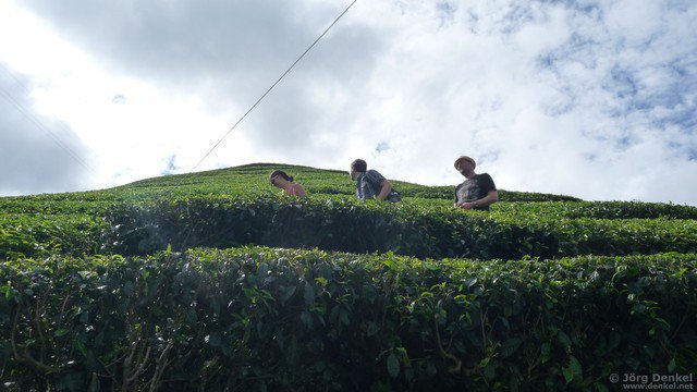 cameronhighlands 039