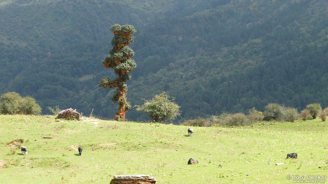 himalaya-gosainkunda 010