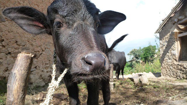 himalaya-gosainkunda 078