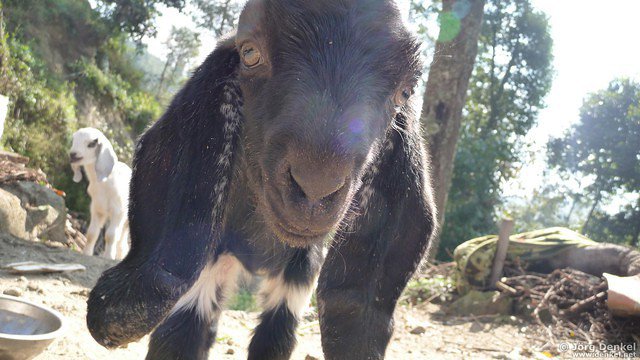 himalaya-gosainkunda 079