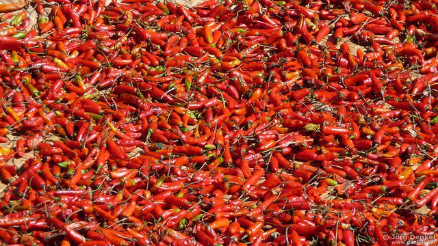 himalaya-langtang 014