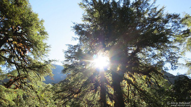 himalaya-langtang 025