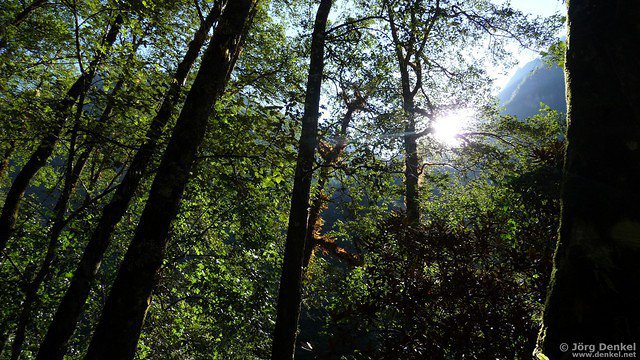 himalaya-langtang 027