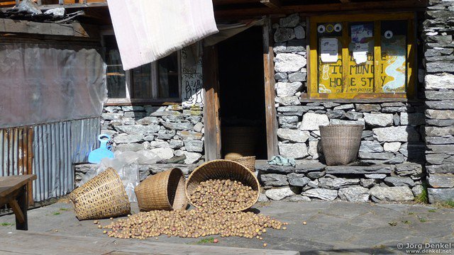 himalaya-langtang 051