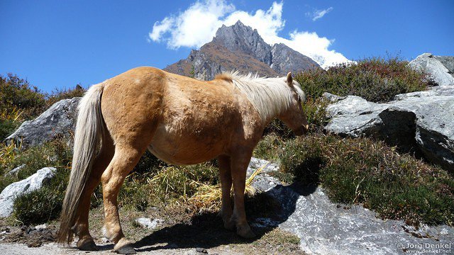 himalaya-langtang 060
