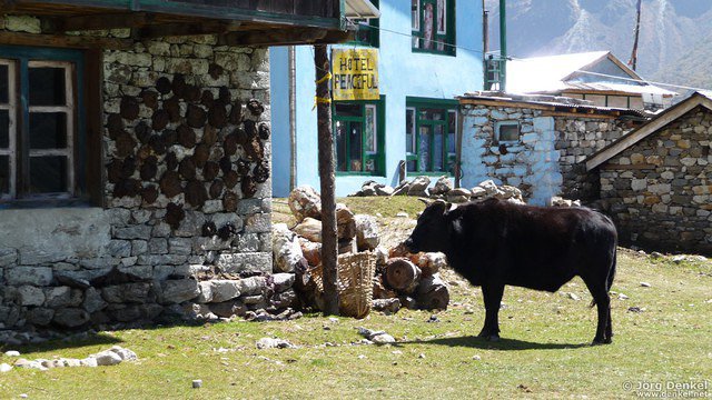 himalaya-langtang 065