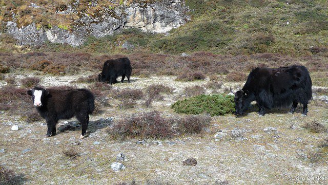 himalaya-langtang 070