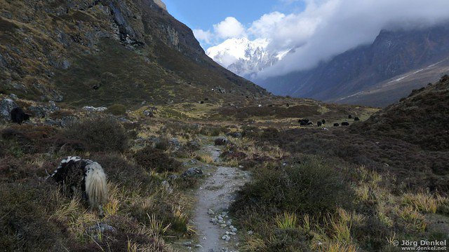 himalaya-langtang 071