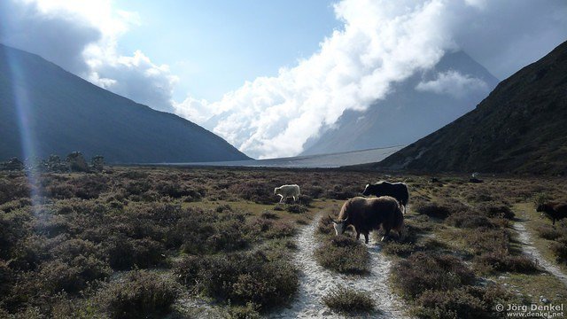 himalaya-langtang 074