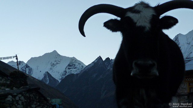 himalaya-langtang 079