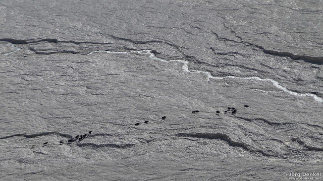 himalaya-langtang 113