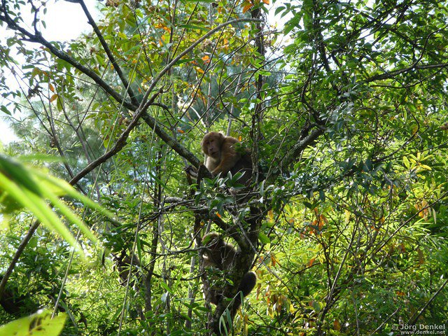 himalaya-langtang 148