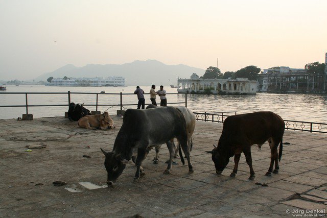 udaipur 040