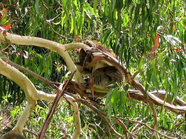 03_greatoceanroad_007