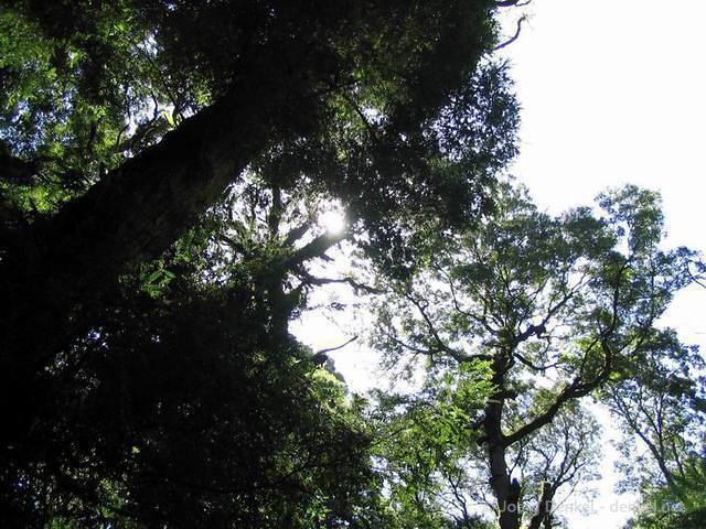 03_greatoceanroad_011