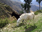 colca_018.jpg