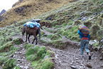 salkantay_019.jpg