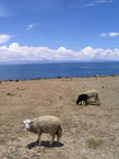 titicaca_041.jpg