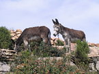 titicaca_048.jpg