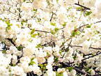 kirschbluete_26