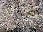 kirschbluete_30