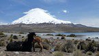 lauca 026