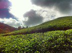 cameronhighlands 036
