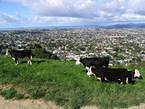 01_auckland_018